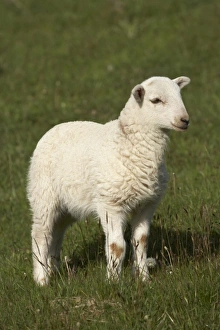 UK Farm Animals Drucke: Lamb, Wales