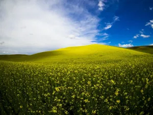 Kanölplantagen im voller Blüte