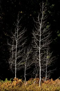 Entkleidete Eichenwälder im Weißen Fluss Gebiet in der Wenatchee-Nationalparkfläche in dem Bundesstaat Washington Vereinigtes Königreich von Nordamerika