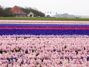 Netherlands Spring Flowers Drucke: Netherlands. Spring flower fields