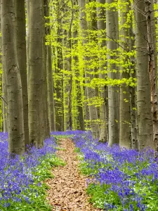 Belgium Landscape Photography Drucke: Path through the Blue Forest