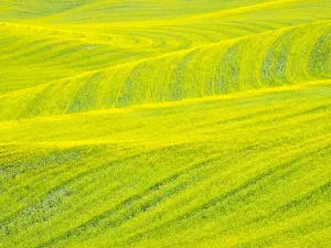 Muster im Canola-Feldern