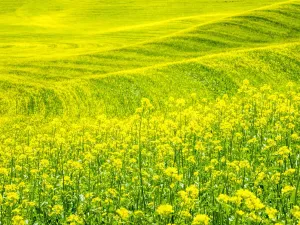 Palouse Landscape Drucke: Patterns in canola fields