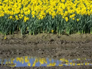 Landschaft Drucke: Reihen von Tulpen im Spiegelbild