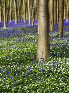 Springtime In The Woods Drucke: Spring in the Blue Forest