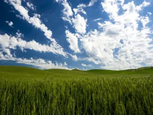 Landschaft Drucke: Wiesen mit Weizen, Erbsen und Hafer