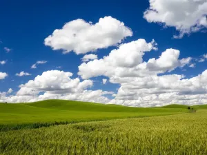 Rustic Countryside Scenes Drucke: Spring wheat and Winter wheat fields with puffy clouds