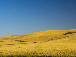 Windmühle in Feldern während der Ernte.