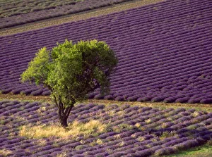 Lavender Fields Of Europe Drucke: Lavender field