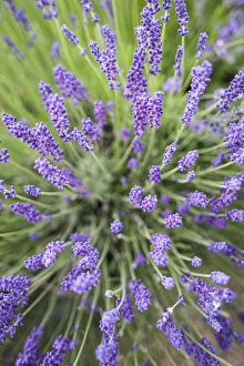 Fragrant Lavender Drucke: Lavender plants