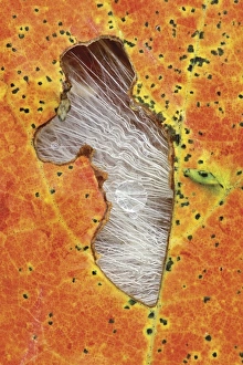 Orange Autumn Leaves Drucke: Leaf with hole and seedheads in fall