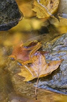 Close Up Leaf Images Drucke: Leaf and reflections in a autumn stream, VT