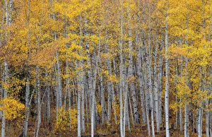 Western US Landscapes Drucke: Leaves and tree trunks create an aspen wall of texture, Colorado, USA