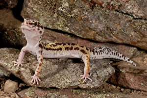 David Northcott Photography Drucke: Leopard Gecko, Eublepharis macularis, Native to Pakistan, Habitat Arid and Semi