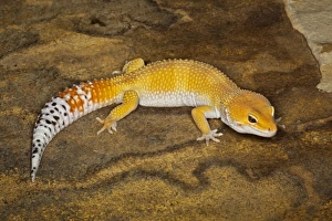 Leopardgecko Drucke: Gecko-Farbmutation Eublepharis macularius, Pakistan