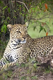 African Leopard Photos Drucke: Leopard (Panthera