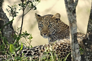 African Leopard Pictures Drucke: Leopard resting beneath tree, Masai Mara, Kenya, Africa