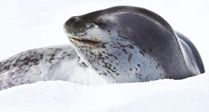 Antarctic Marine Life Drucke: Leopard seal, Antarctica
