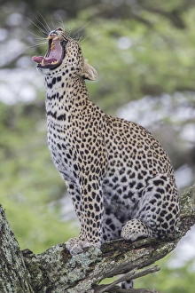 Big Cat Close Up Drucke: Leopard sits perched on a branch, erect, yawning with its mouth wide open, tongue out