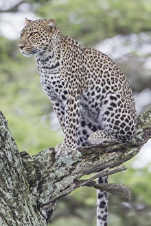 Close Up Animal Shots Drucke: Leopard sits up in tree on three branch, looking to left of camera, watching