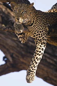 Leopard Conservation Efforts Drucke: Leopard in tree at Samburu NP, Kenya
