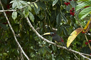 Amazon Rainforest Birds Drucke: Lettered Aracari (Pteroglossus inscriptus)
