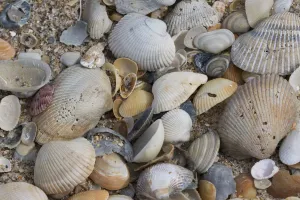 Stilleben Drucke: Floridische Küsten-Schalen
