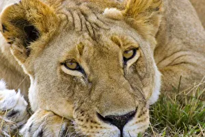 African Lion Photos Drucke: Lion in the brush