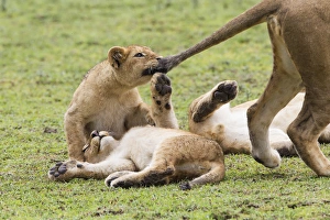 Drucke von Der Löwencub beißt die Schwanzspitze der Weibslöwe und zieht den Schwanz herunter. Zwei andere Kälber liegen auf dem Rücken im Gras in der Ngorongoro-Konservationsgebiet, Tansania Bilder Datiert 2014 Februar: Der Löwencub beißt die Schwanzspitze der Löwin und zieht den Schwanz herunter