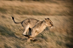 Botswana Wildlife Photography Drucke: lion running