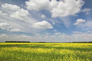 Central European Landscapes Drucke: Lithuania, Central