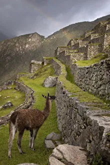 Machu Picchu Terraces Drucke: Llama stands on