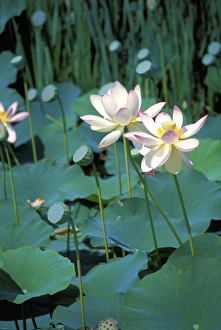 Lotus
