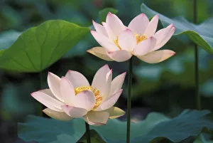 Lotus Flower Photography Drucke: Lotus flower in