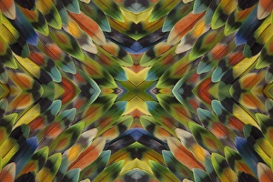 Beauty In Natural Patterns Drucke: Lovebird tail feather pattern and design