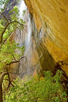Zion National Park Waterfall Drucke: Lower Emerald Pool Waterfall Red rock and Tree, Zion Canyon, Zion National Park, Utah