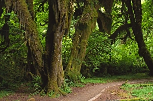 Washington State Parks Drucke: LWOly0411