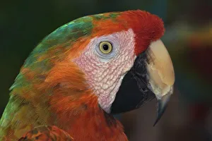 Tropical Parrot Images Drucke: Macaw portrait