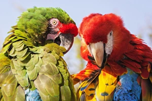 Colorful Parrots Drucke: Two Macaws preening