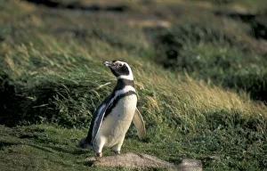 Magallanes Region Drucke: Magellanic Penguin