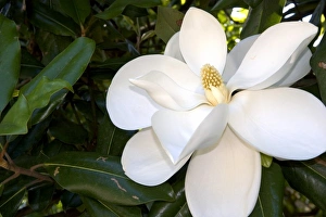 White Blooms In Nature Drucke: Magnolia tree