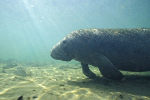 Manatee