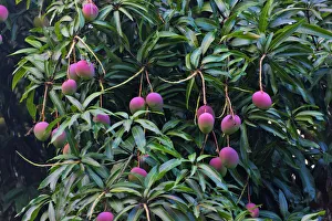 Mangobbaum aus Honduras
