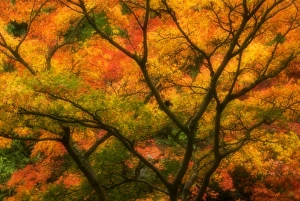 Autumn Tree Photography Drucke: Maple Tree in Autumn