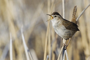 Wren Bird Drucke: Marsh Wren Singing