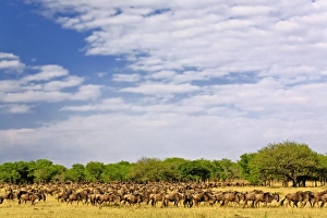 Great Migration Tanzania Drucke: Massive Wildebeest herd during migration, Connochaetes taurinus, Serengeti National Park