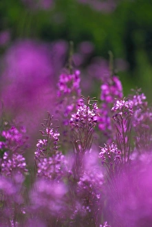 North America Flora Drucke: Meadow of fireweed