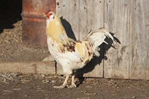 Chicken Coop Photography Drucke: Mixed breed rooster in front of barn