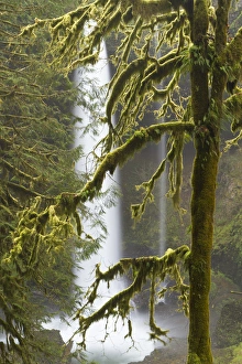 Silver Falls State Park Drucke: A moss covered tree frames North Falls at Silver Falls State Park, Oregon
