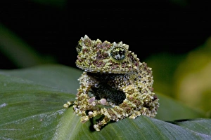 Theloderma Corticale Drucke: Mossy Treefrog, Theloderma corticale, Native to Vietnam